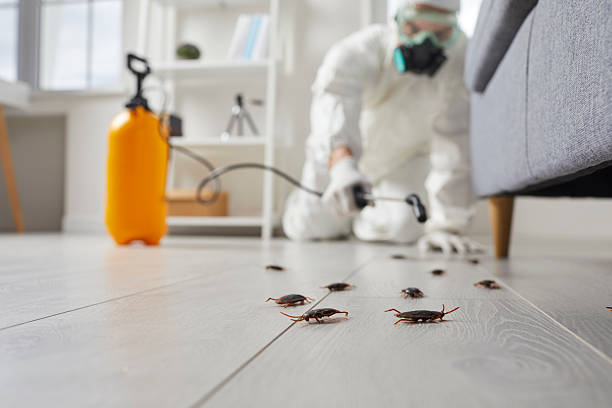 Trusted Rodent Control service in New Kingman-Butler, AZ - Nex Pest Control